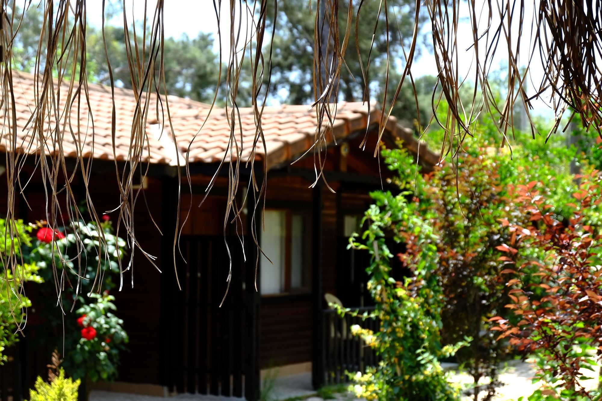 Koala Bungalows Olympos Extérieur photo